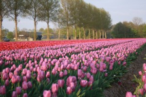 Sail & Bike 1 | Tulip Tour - Leafde fan Fryslân